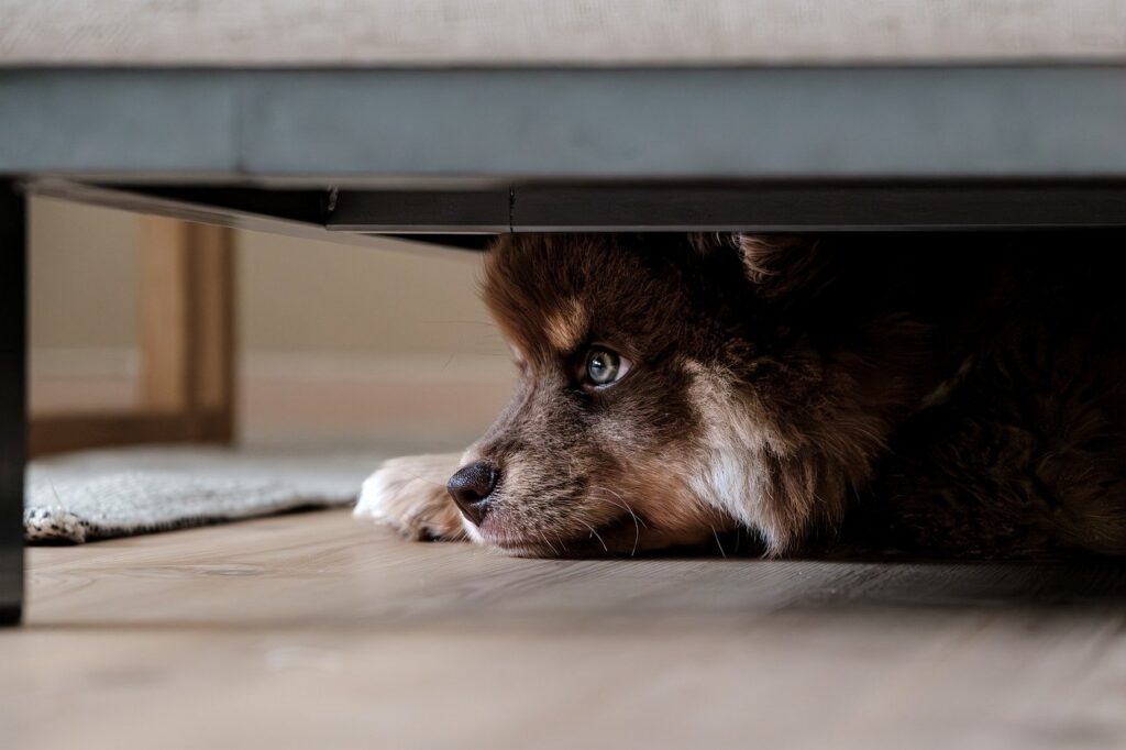 犬と暮らす家の間取りアイデア